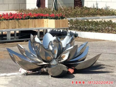 荷花景观